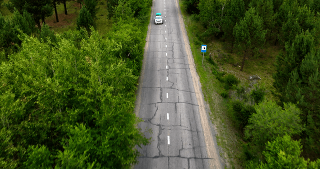 A road through a lush green forest