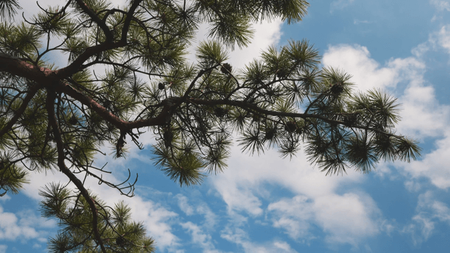Pine tree branches against a blue sky
