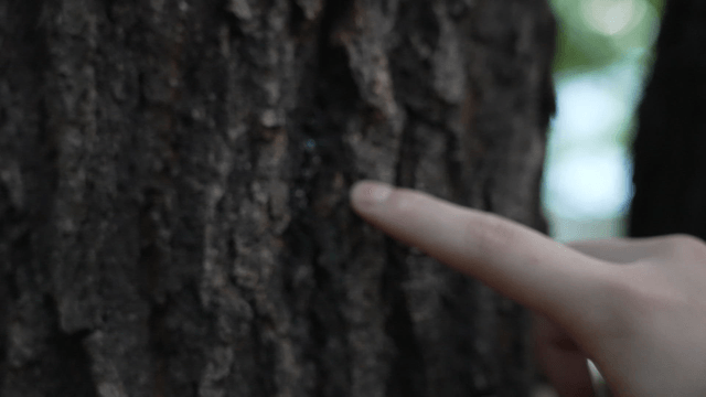 거친 나무 껍질을 만지는 손