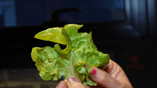 Fresh lettuce held by hand