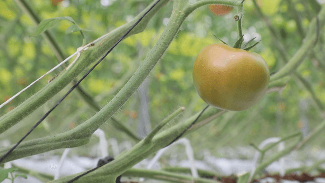 Tomato growing on a vine in a greenhouse