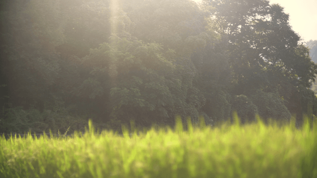 Sunlit forest with lush greenery