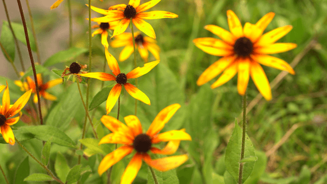 Bright yellow flowers in green field
