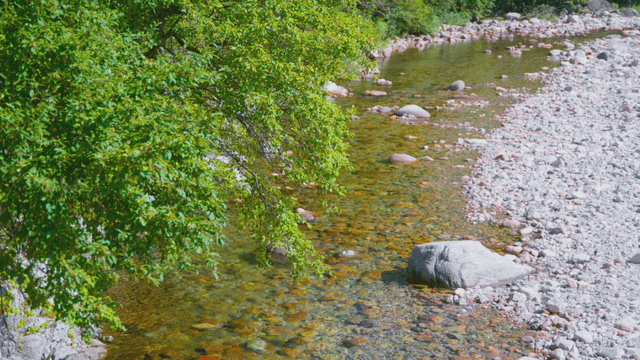 Small stream flowing between green leaves and pebbles
