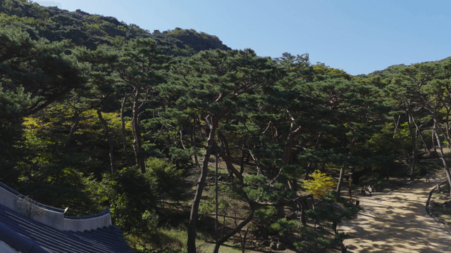 전통 한옥 기와 너머 무성한 숲