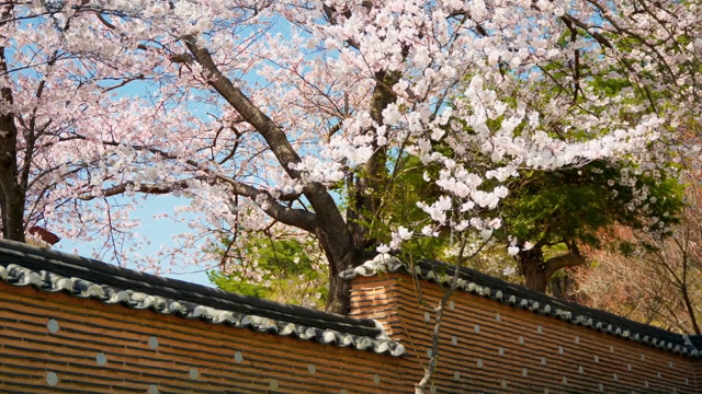 Cherry blossoms over a traditional wall