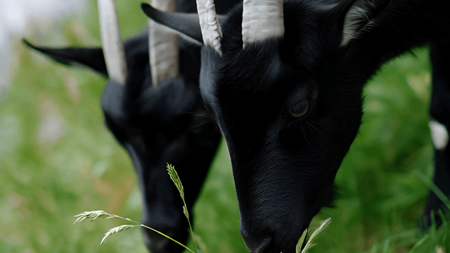 Black goat grazing on fresh grass