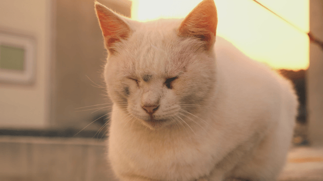White cat resting in the warm sunlight