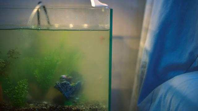Fish swimming in a home aquarium