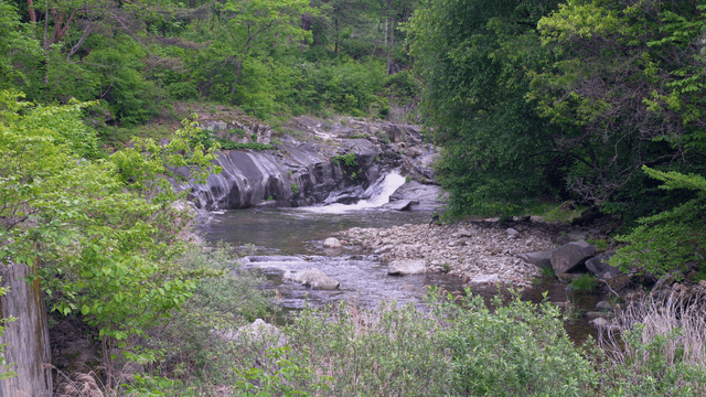 Forest valley with small waterfall and rocks
