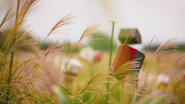 Autumn silver grass swaying in the wind