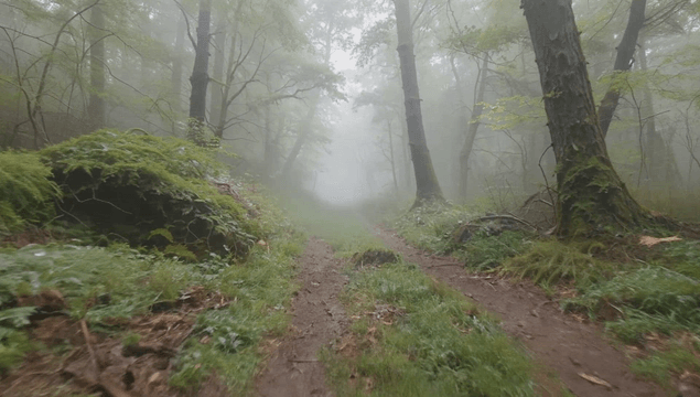 Misty forest path with dewdrops