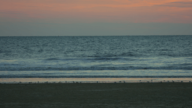 Calm beach with dark waves and a solitary bird