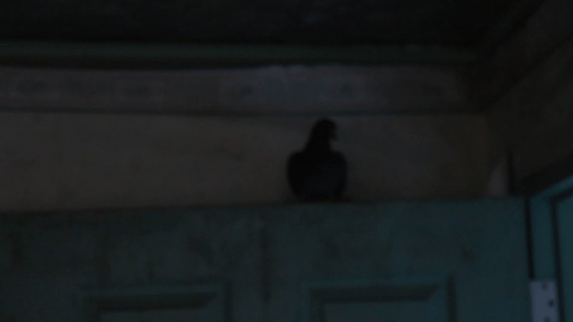 A pigeon perched on a door in a dim room