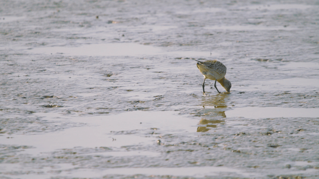 진흙 해안에서 먹이를 찾는 도요새 뒷 모습
