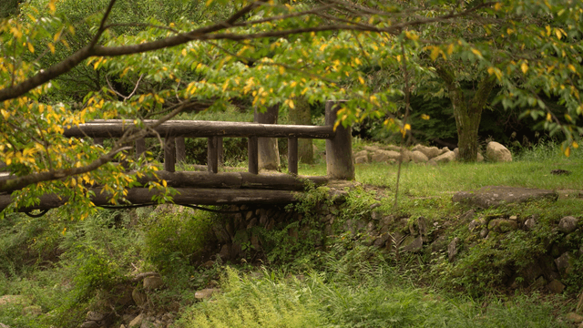 Wooden bridge in green forest