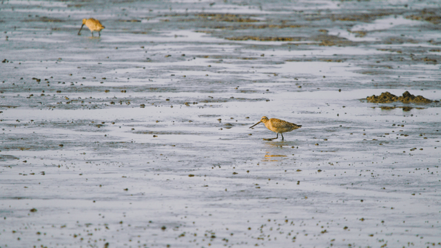Sandpipers finding food on the muddy tidal shore