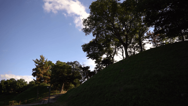 나무와 길이 있는 평화로운 공원