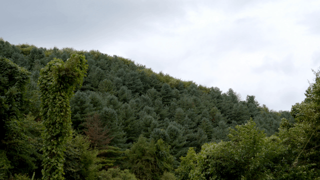 흐린 하늘 아래 푸른 숲