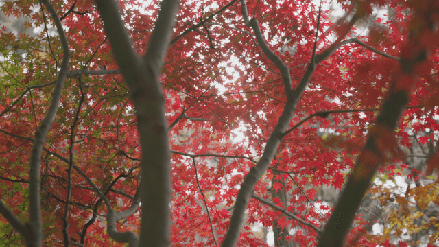 Sunlight shining through maple leaves