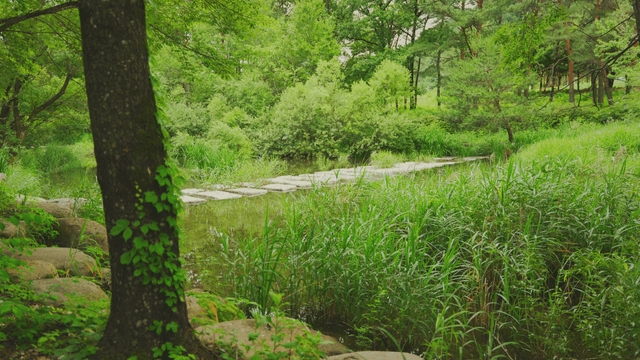 A tranquil forest with a small stream