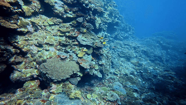 Underwater coral reef with yellow fish swimming