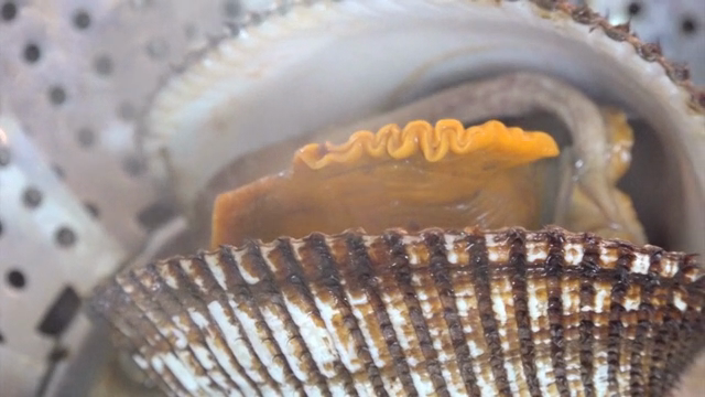 A close-up of a steaming cockle