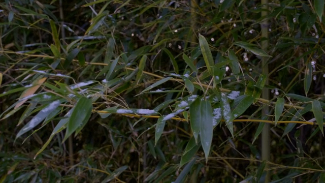 Bamboo leaves with snow in a forest