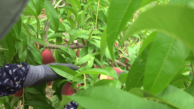 Hand picking ripe peaches from the tree