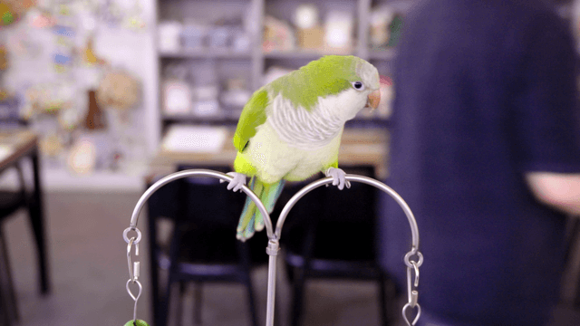 Green parrot resting in a parrot cafe