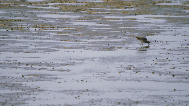 갯벌 진흙 해안에서 부리로 먹이를 찾는 새