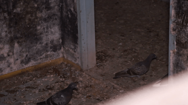 Pigeons in an abandoned building