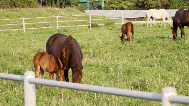 Horses grazing peacefully in a green pasture