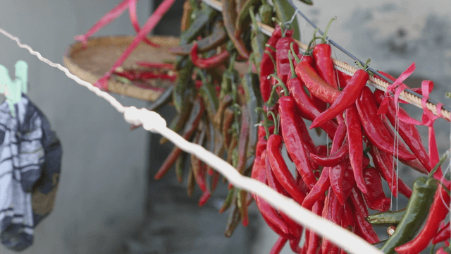 Red and green peppers drying on a line