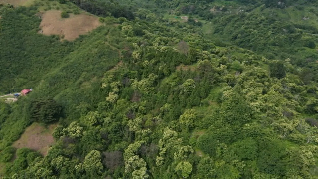 Dense trees on the top of the mountain