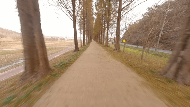 A long path lined with tall trees