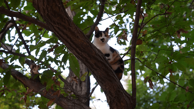 Calico cat looking down from a tree branch