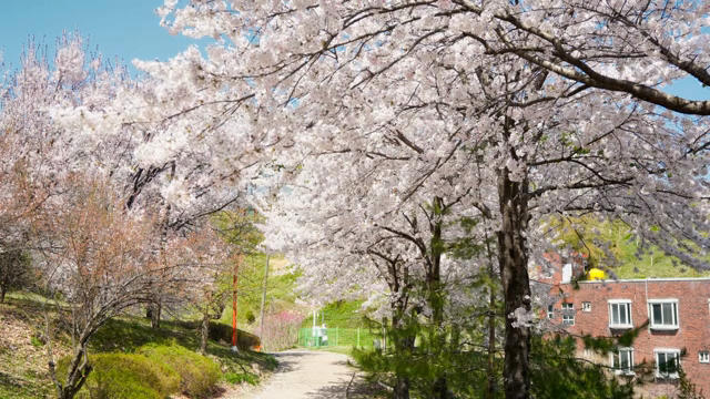 길을 따라 만개한 벚꽃