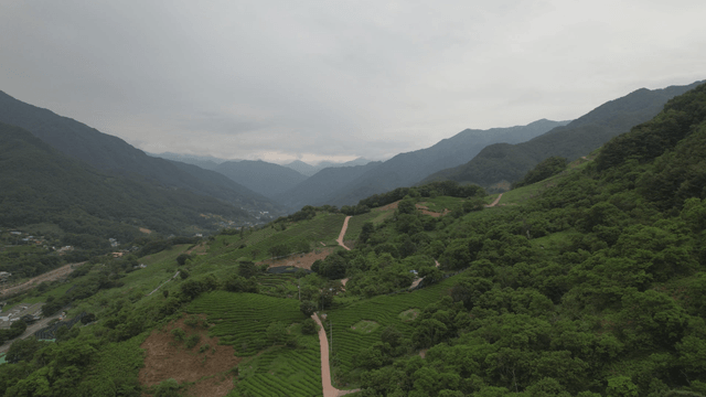 녹차밭 사이 구불구불한 길이 있는 푸른 산