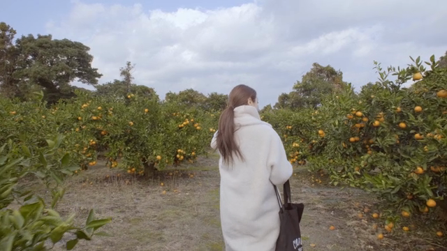 Walking through an tangerines orchard