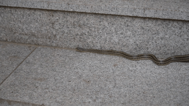 Snake crawling on stone steps with capturing tongs