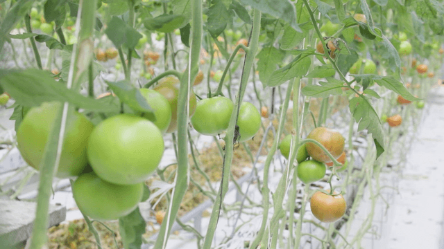 Green tomatoes growing in a greenhouse