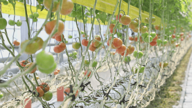 Tomatoes growing in a greenhouse