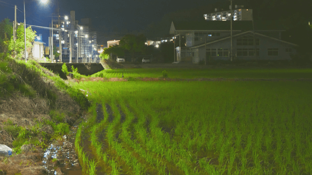 Night view of a rice field with streetlights