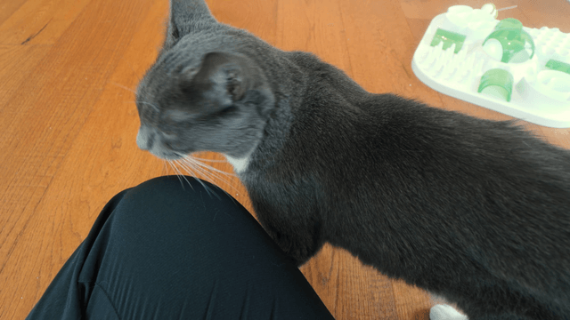 Cat exploring indoors beside a person's knee
