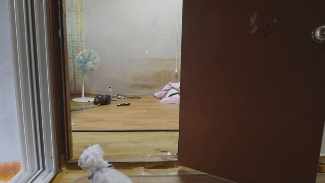 Small dog looking into a room