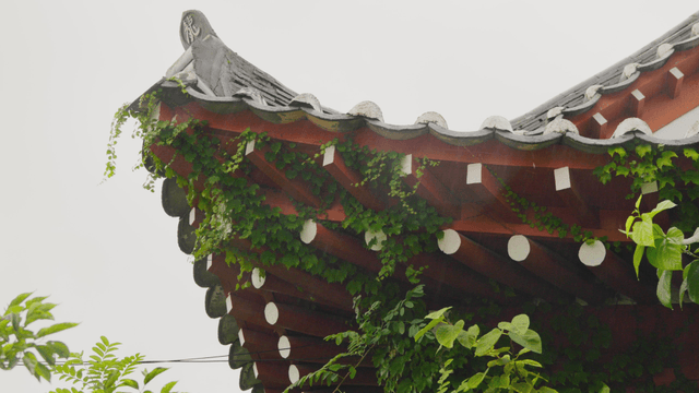 Traditional Korean roof with green vines in the rain
