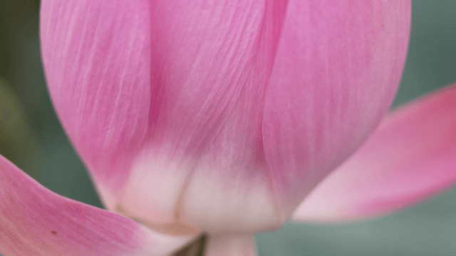Close-up of pink lotus flower