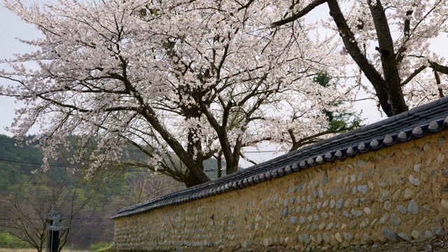 Cherry blossoms in full bloom by a stone wall
