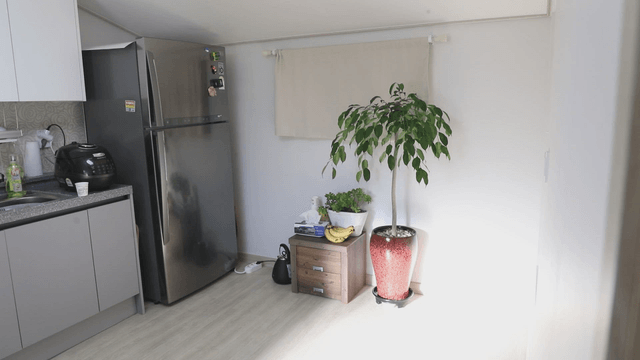 Tidy kitchen corner with a potted plant